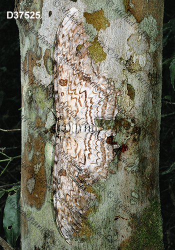 White Witch (Thysania agrippina)